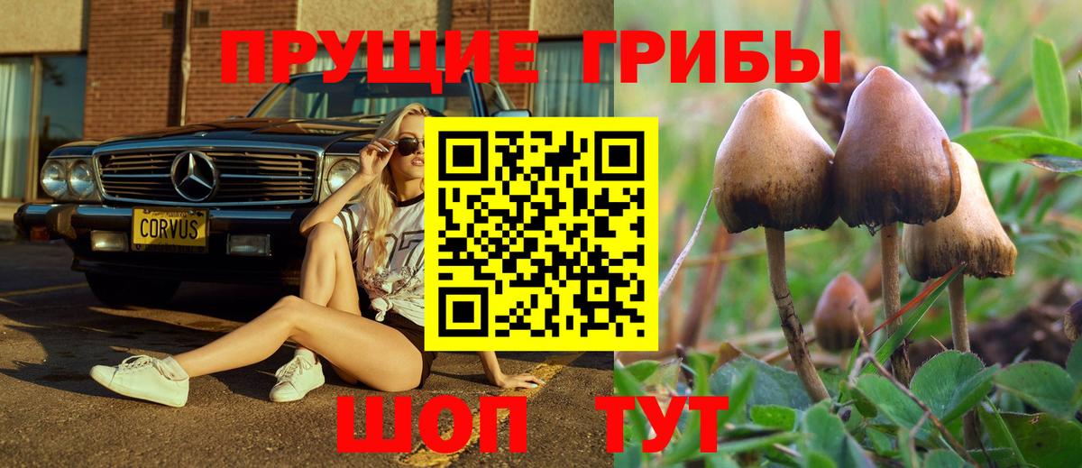 купить наркотики сайты  Вход с VPN  Псилоцибиновые грибы мицелий  Кудрово  Псилоцибиновые грибы Cubensis 